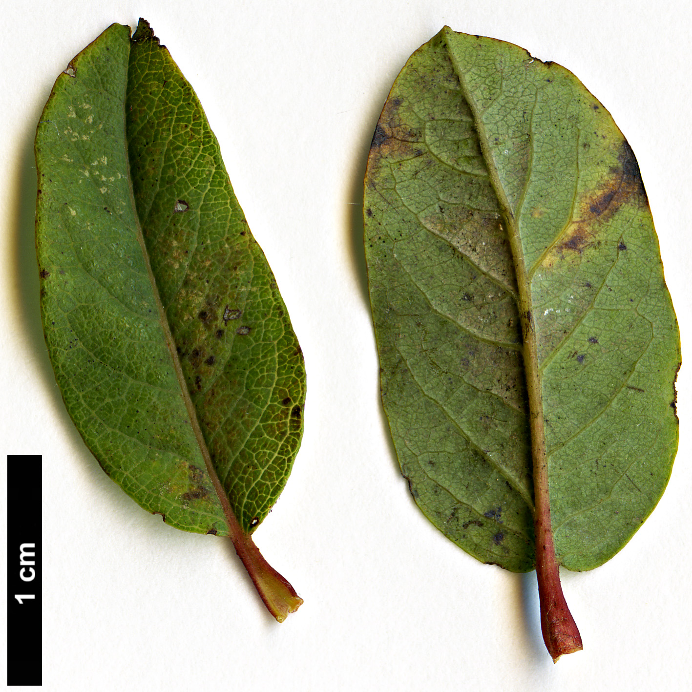 High resolution image: Family: Salicaceae - Genus: Salix - Taxon: myrtilloides